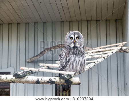 Please Allow It To Fly. Great Grey Owl With Cryptic Plumage. Cute Owl Bird With Large Eyes And Hawk 