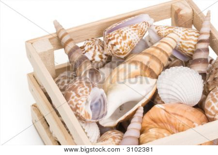 Crate Of Sea Shells