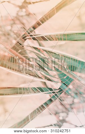 Abstract Natural Geometrical Symmetry Decor Art Background. Pattern From Tropical Plant Palm Leaves.