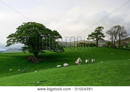 ในการพาสเจอร์