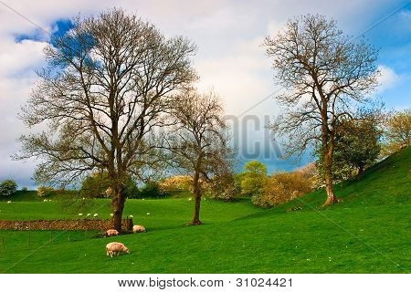 ในการพาสเจอร์