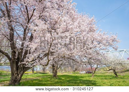 Nagano, Japan - April 19, 2019 : View Of Cherry Blossom Trees Chikuma River River Park / Obuse Town,