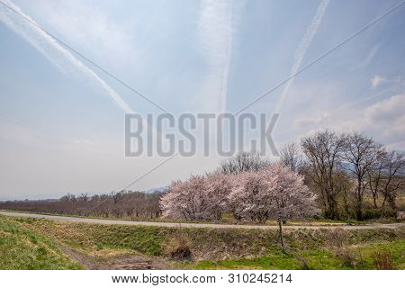 View Of Cherry Blossom Trees Chikuma River River Park / Obuse Town, Nagano Prefecture, Japan.