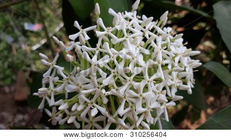 Ixora Dwarf Flower Or Ixora Chinensis In White