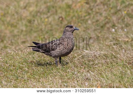 One Natural Great Skua (stercorarius Skua) Standing In Green Grass