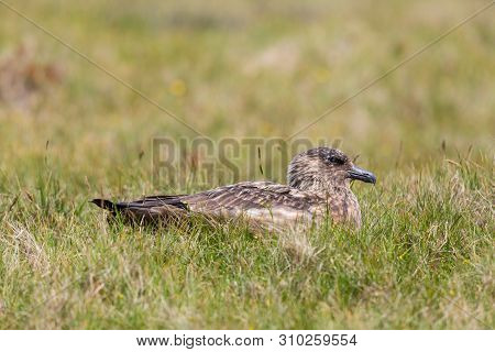 Close-up Natural Great Skua (stercorarius Skua) Sitting In Green Grass