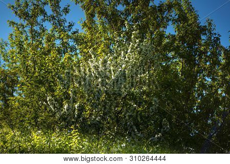 A Large Flowering Apple Tree With White Flowers
