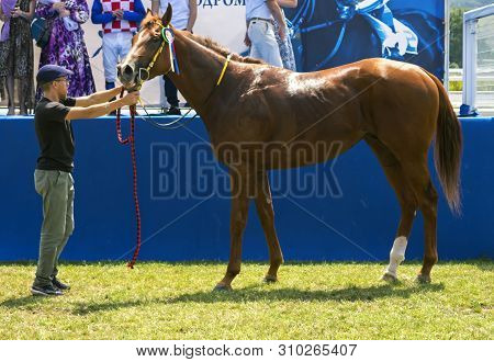 Pyatigorsk, Russia - June 23,2019: The Winner Horse Race Of The Traditional Prize 