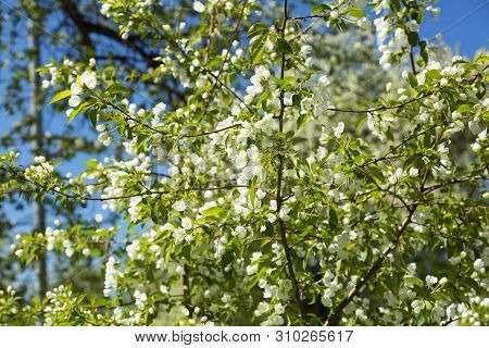 A Large Flowering Apple Tree With White Flowers