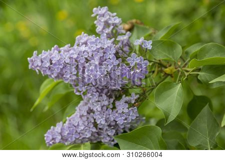 Clusters Of Blooming Lilacs In Early Spring In May