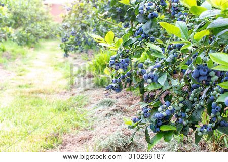Row Of Blueberry Bushes With Ripe Fruits On The Berry Plantation