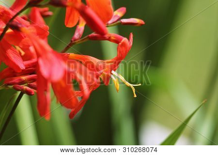 Crocosmia Or Montbretia Plant In Bloom With Orange Flowers