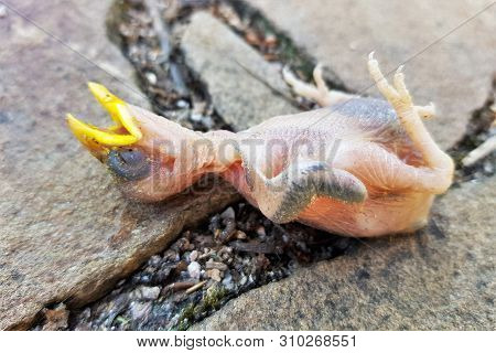 Baby Bird Without Feathers With A Yellow Beak, Fallen Out Of The Nest.