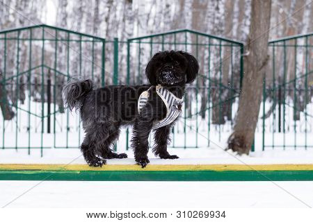Black Russian Colored Lap Dog Phenotype On A Training Ground At Wintertime.