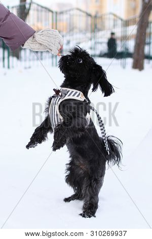 Feeding Dog By Owner’s Hand. Black Russian Colored Lap Dog Phenotype For A Walk At Wintertime.