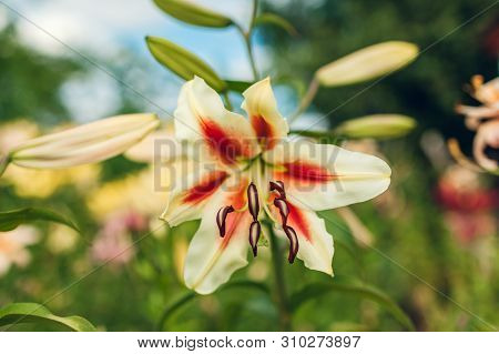 White And Red Oriental Hybrid Lilies. Bouquet Of Fresh Flowers Growing In Summer Garden. Gardening C
