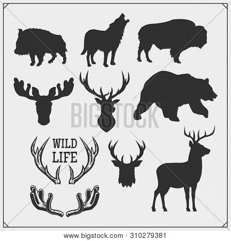 Vector Set Of Forest Animals Silhouette. Hunting Club Design.