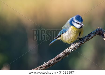 Cyanistes Caeruleus Or  Herrerillo Comun On A Branch