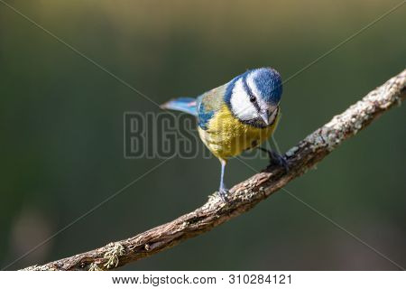 Cyanistes Caeruleus Or  Herrerillo Comun On A Branch