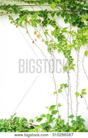 green ivy isolated on a white background.