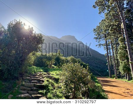 View Of Hiking Trails And Trees Near Constantia Neck In Cape Town