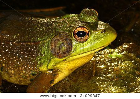 grÃ¼ne Frosch in illinois