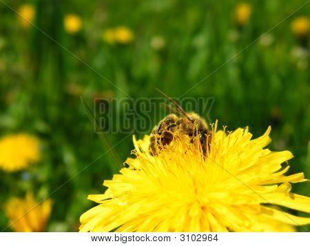 Bee op het werk