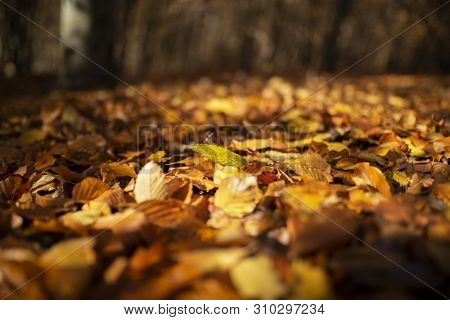 Autumn Leaves On Forest Ground With Short Depth Of Field For A Background