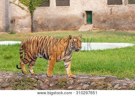 Bengal Tiger Walking In Chhatbir Zoological Park Situated Close To Zirakpur, India