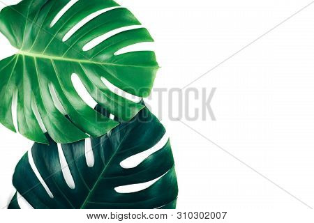 Two Tropical Jungle Monstera Leaves Isolated On White Background. Flat Lay Style.