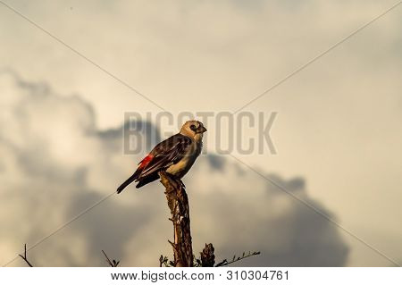 Small Bird On Branch In Samburu Park, Kenya. Image Of Small Bird On Branch In Samburu Park, Kenya