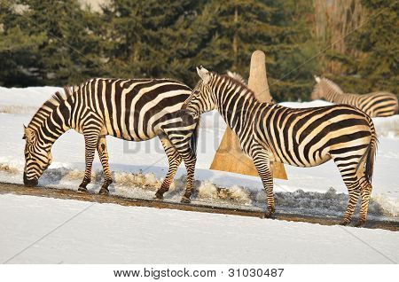 Winter tijd Zebra 's