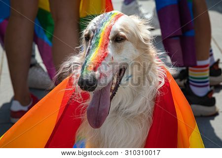 Dog Covered With Rainbow Flag At The Event. Gay Flag Painted On Dogs Nose During Celebration Support