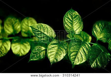 Shiny Leaves On A Dark Background. Bright Juicy Picture. Beautiful Picture