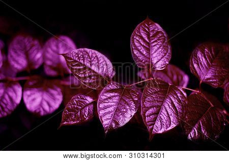 Shiny Leaves On A Dark Background. Bright Juicy Picture. Beautiful Picture