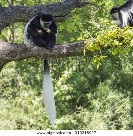 Young Mantled Guereza Monkey Also Named Colobus Guereza Eating Fruits Sitting On Tree Branch, Natura