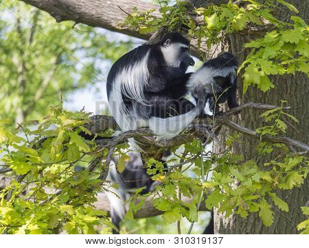Mantled Guereza Monkey Also Named Colobus Guereza With Her Baby Little Monkey Sitting On Tree Branch