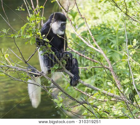 Young Baby Mantled Guereza Monkey Also Named Colobus Guereza Eating Tree Leaves, Climbing Tree Branc