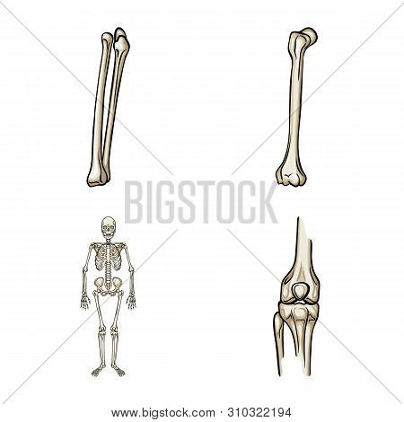 Vector Illustration Of Bone And Skeleton Logo. Set Of Bone And Human Vector Icon For Stock.