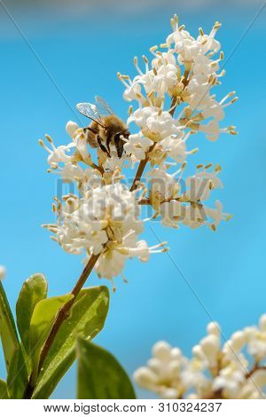 White Flowers Oval-leaved Privet With A Bee Close Up