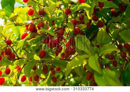 Red Berries Growing In A Garden. Silverberry Oleaster, Japanese Silverberry, Gumi.