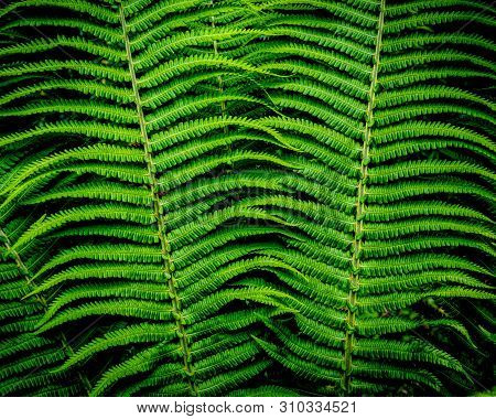 Radiant Green Leaves Of A Fern, Close-up -up;  - Texture Or Background Copyspace