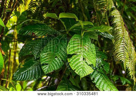 Close Up Of Green Plants In Basse Terre Jungle In Guadeloupe, Frech West Indies. Lesser Antilles. Ca