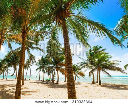 Several Palm Trees In Bois Jolan Beach In Guadeloupe, French West Indies. Lesser Antilles, Caribbean