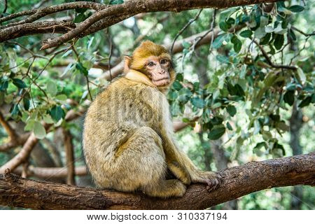Wildlife Macaques Monkeys In Moroccan Cedar Forest Near Azrou, Morocco