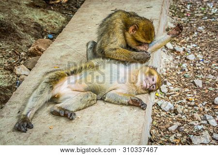 Wildlife Macaques Monkeys In Moroccan Cedar Forest Near Azrou, Morocco