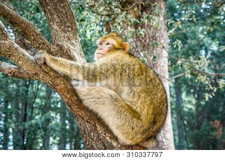Wildlife Macaques Monkeys In Moroccan Cedar Forest Near Azrou, Morocco
