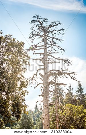 Old Dry Cedar Tree In Azrou, Morocco