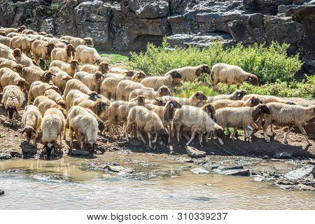 Sheep Passing By River In Moroccan Mountains