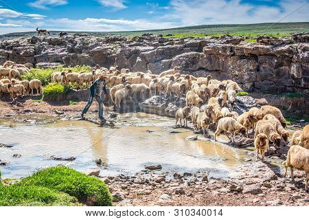 Midelt, Morocco - October 04, 2013. Sheep Shepherd Hunting Sheep In Mountains